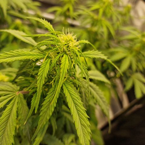 Quick ones growlog timeline photo