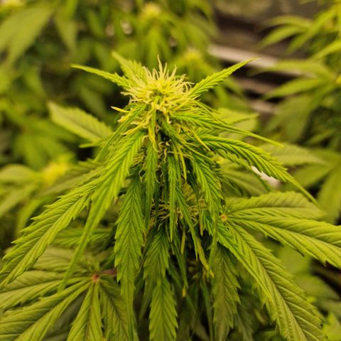 Quick ones growlog photo: They look so fking beautiful
