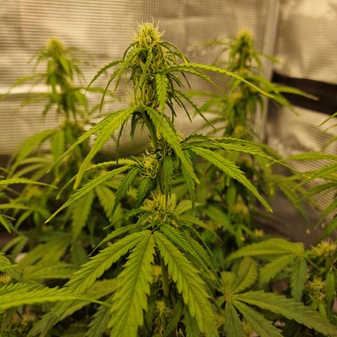 Quick ones growlog photo: They look so fking beautiful