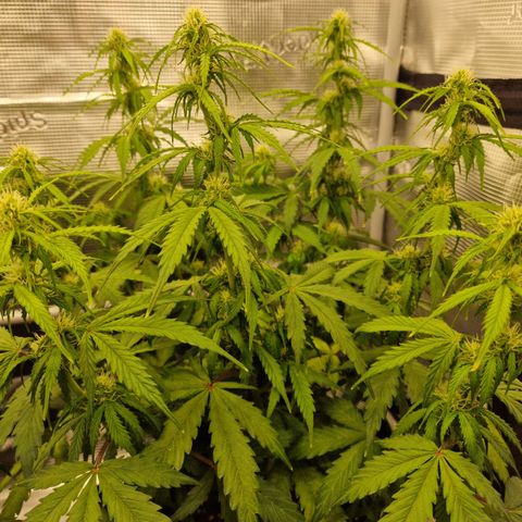 Quick ones growlog photo: They look so fking beautiful