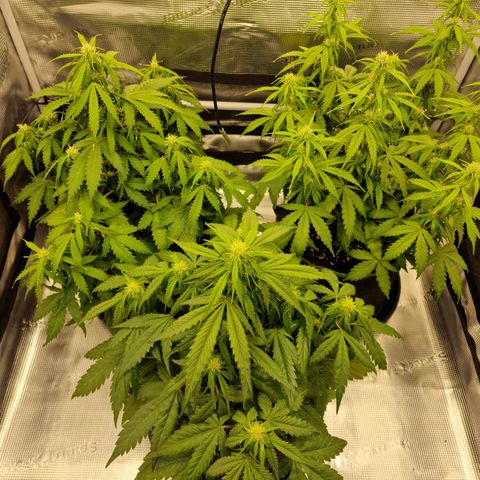 Quick ones growlog photo: They look so fking beautiful