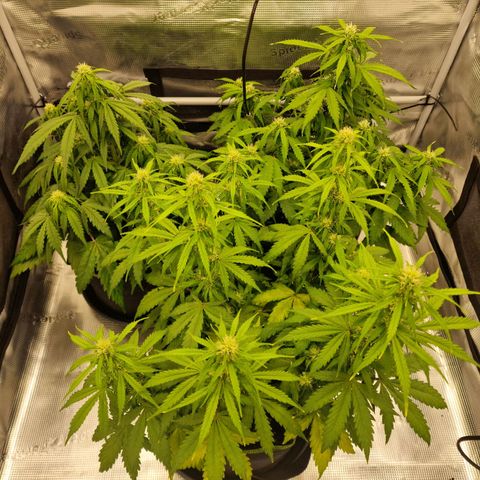 Quick ones growlog timeline photo