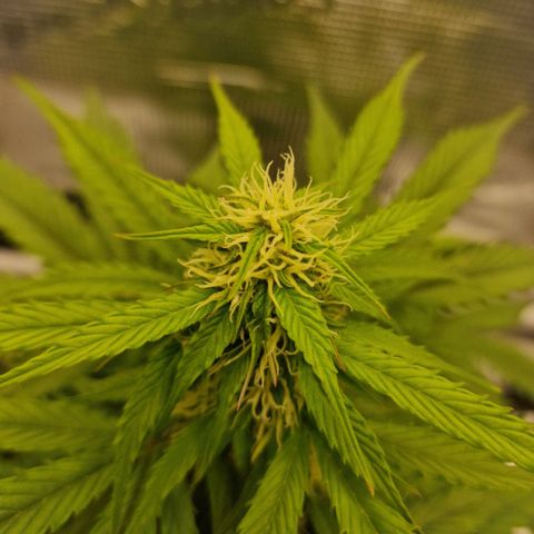 Quick ones growlog timeline photo