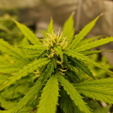 Quick ones growlog timeline photo