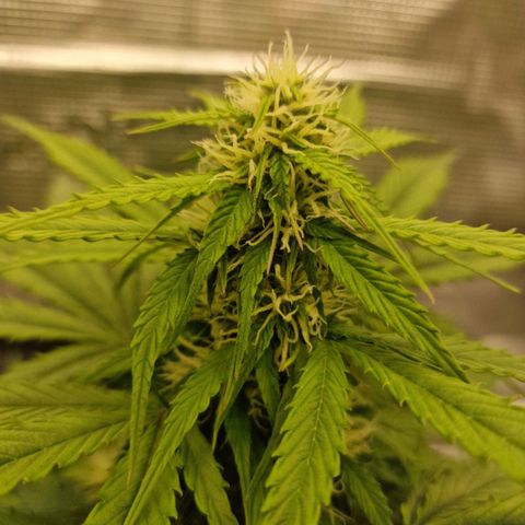 Quick ones growlog timeline photo