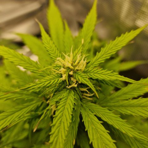 Quick ones growlog timeline photo