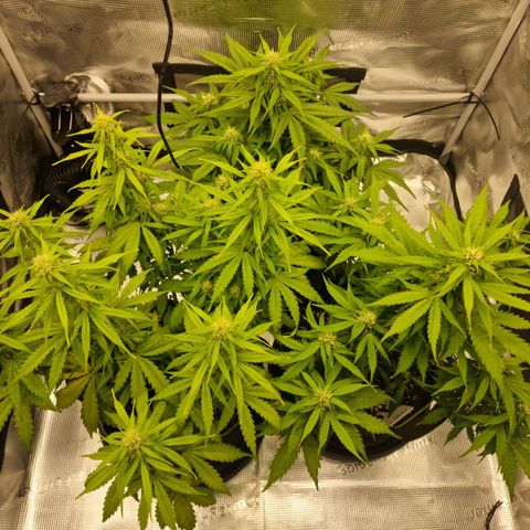 Quick ones growlog timeline photo