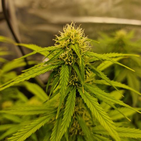 Quick ones growlog timeline photo