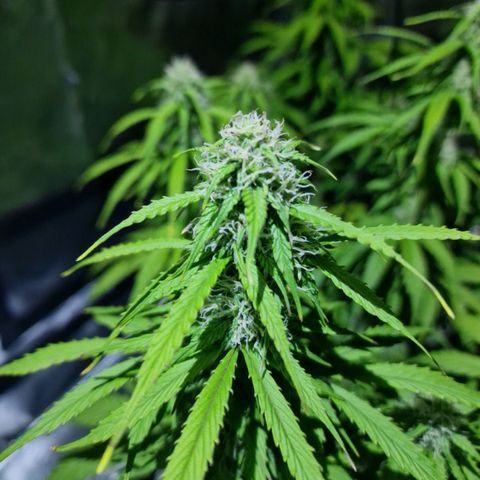 Quick ones growlog timeline photo