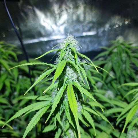 Quick ones growlog timeline photo