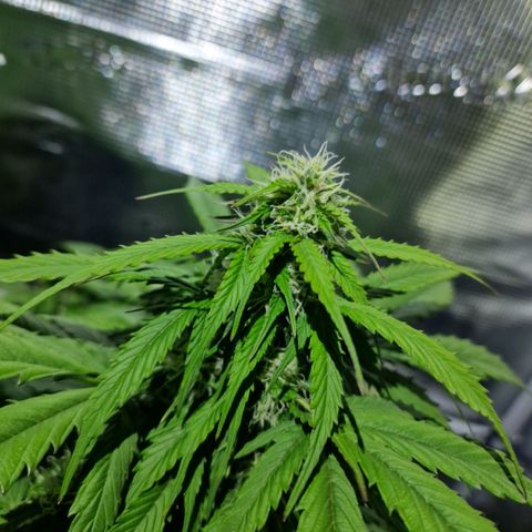 Quick ones growlog timeline photo