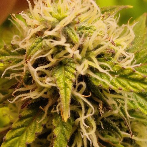 Quick ones growlog timeline photo