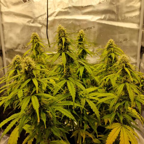 Quick ones growlog timeline photo