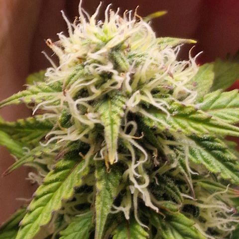 Quick ones growlog timeline photo