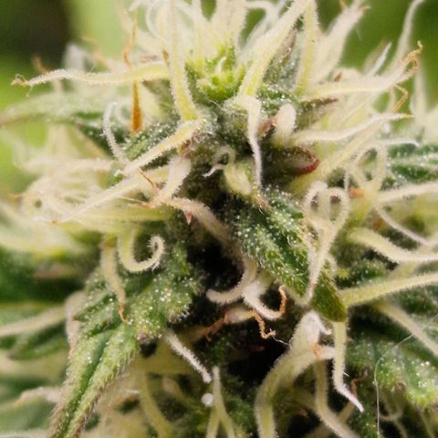 Quick ones growlog timeline photo