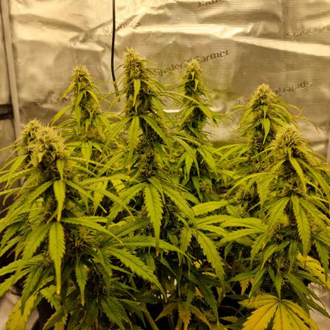 Quick ones growlog timeline photo