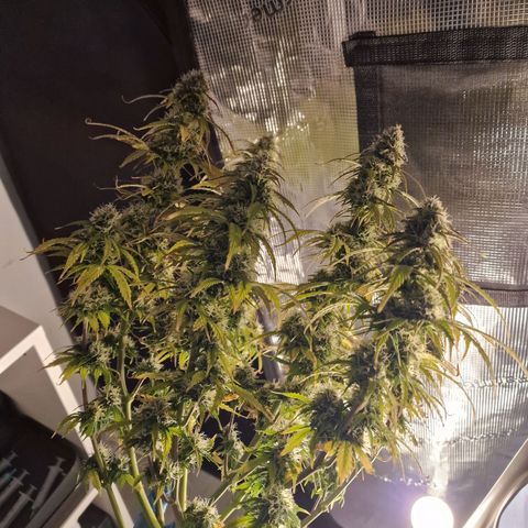 Quick ones growlog timeline photo