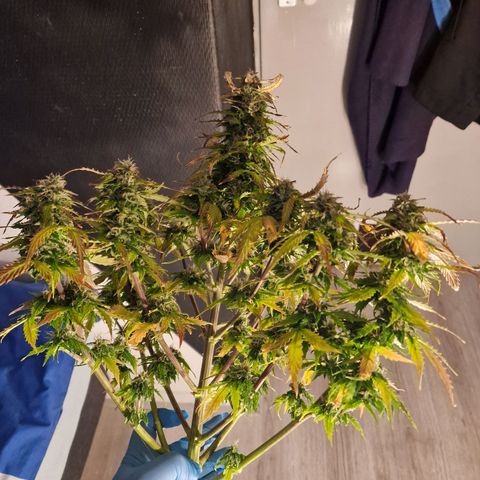 Quick ones growlog timeline photo