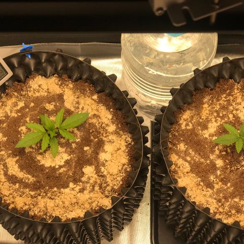 María  growlog photo: Día 9, segunda semana