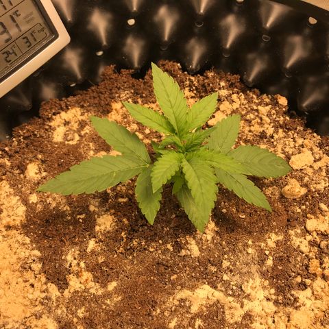 María  growlog photo: Día 11, segunda semana 