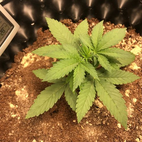 María  growlog photo: Día 15, semana tres