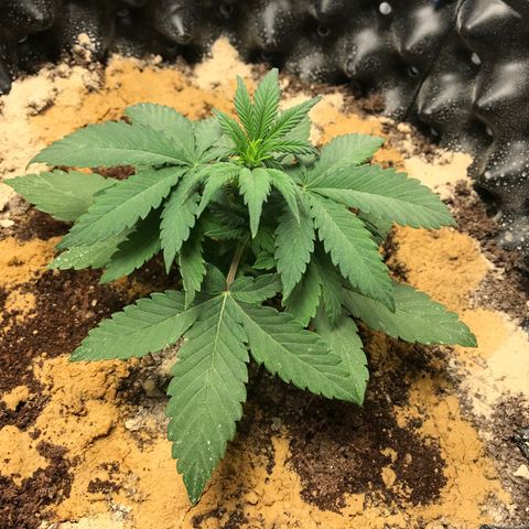 María  growlog photo: Día 18, semana 3 (María y Juana)