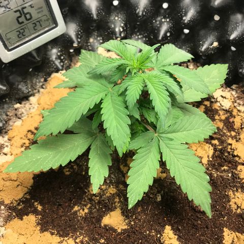 María  growlog photo: Día 18, semana 3 (María y Juana)