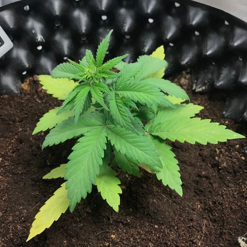 María  growlog timeline photo