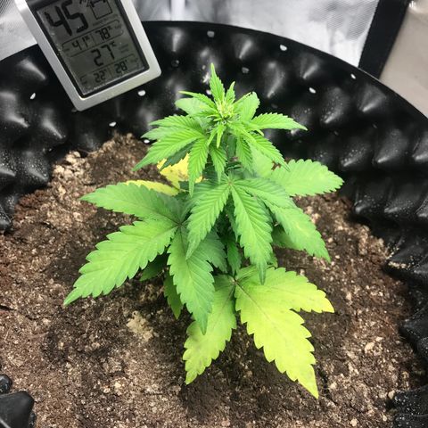 María  growlog photo: Día 24, semana 4