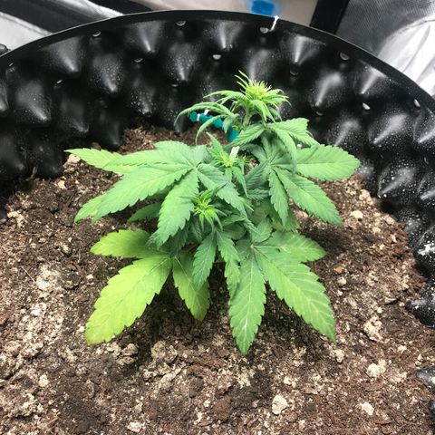 María  growlog photo: Día 24, semana 4
