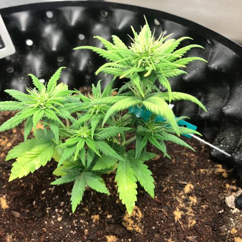 María  growlog photo: Día 30, semana 5