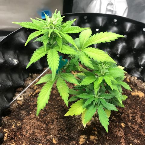 María  growlog photo: Día 30, semana 5