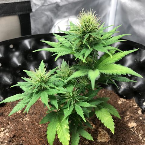María  growlog photo: Día 40, semana 6