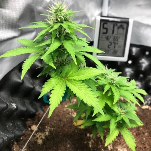 María  growlog photo: Día 40, semana 6
