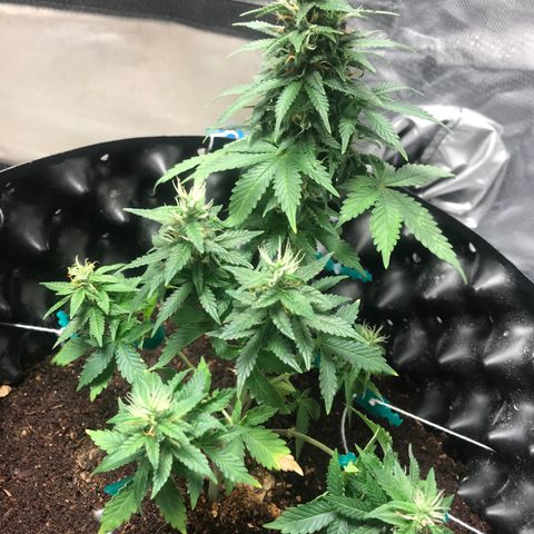 María  growlog photo: Día 54, semana 8