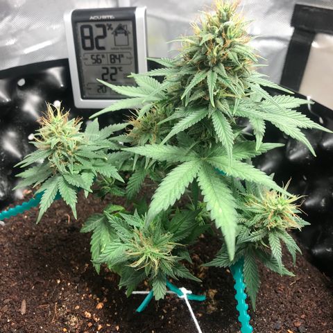 María  growlog photo: Día 54, semana 8