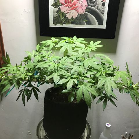 Petra growlog timeline photo