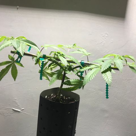 Petra growlog timeline photo