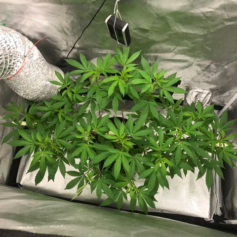 Petra growlog timeline photo