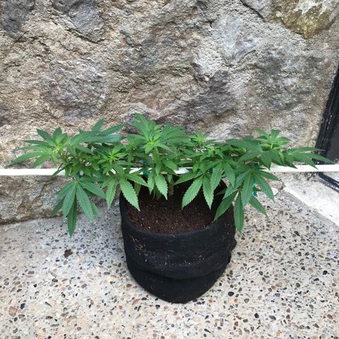 Petra growlog timeline photo