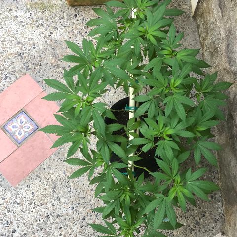 Petra growlog timeline photo