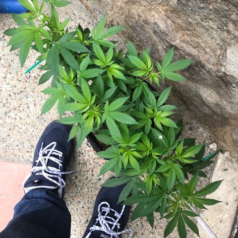 Petra growlog timeline photo