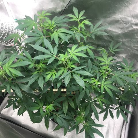 Petra growlog timeline photo