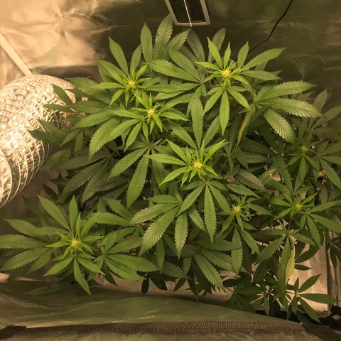 Petra growlog photo: 2nd Bloom Week 