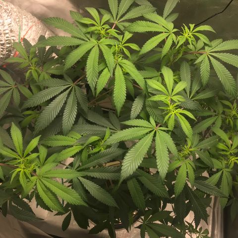 Petra growlog photo: 1st Bloom Week