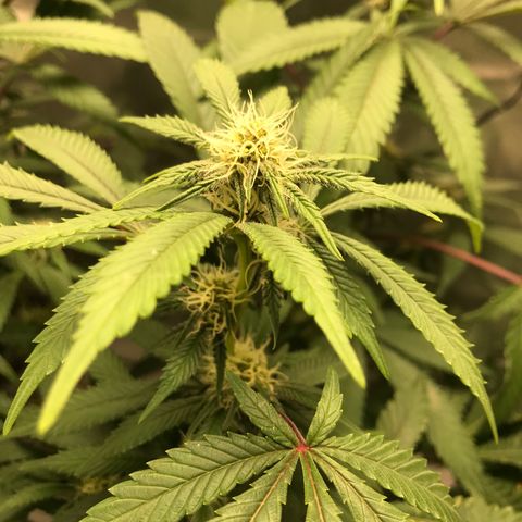 Petra growlog photo: Final semana 2