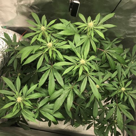 Petra growlog photo: Final semana 2