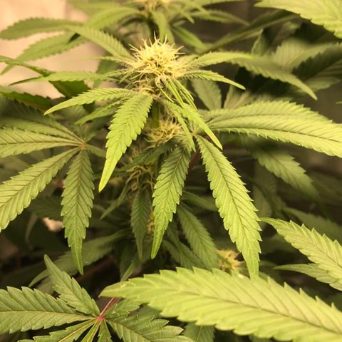 Petra growlog photo: Final semana 2