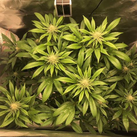 Petra growlog photo: 4ta semana 