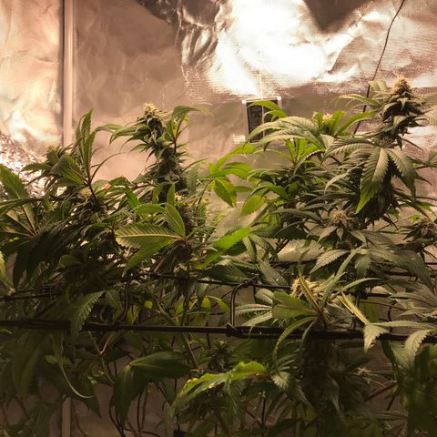 Petra growlog photo: 5ta semana